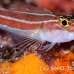 triplefin_striped_hd_lan_h_0042_tha0358.jpg